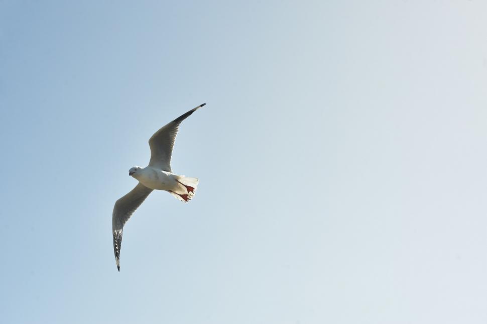 Free Image of Gull (Bird)  