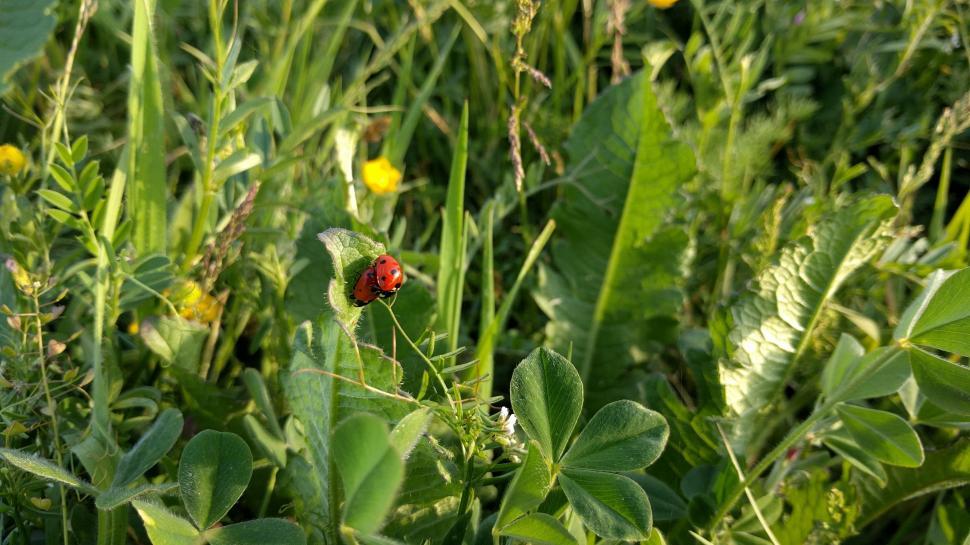 Free Image of Ladybird beetle insects 