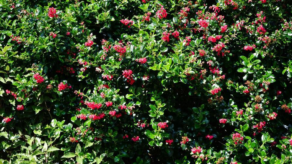 Free Image of Bush of red flowers 