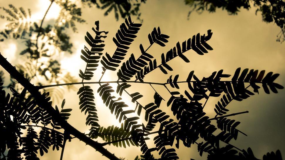 Free Image of Leaves Silhouette 