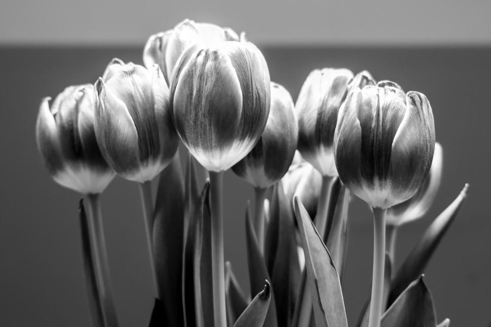 Free Image of Tulips in black and white  