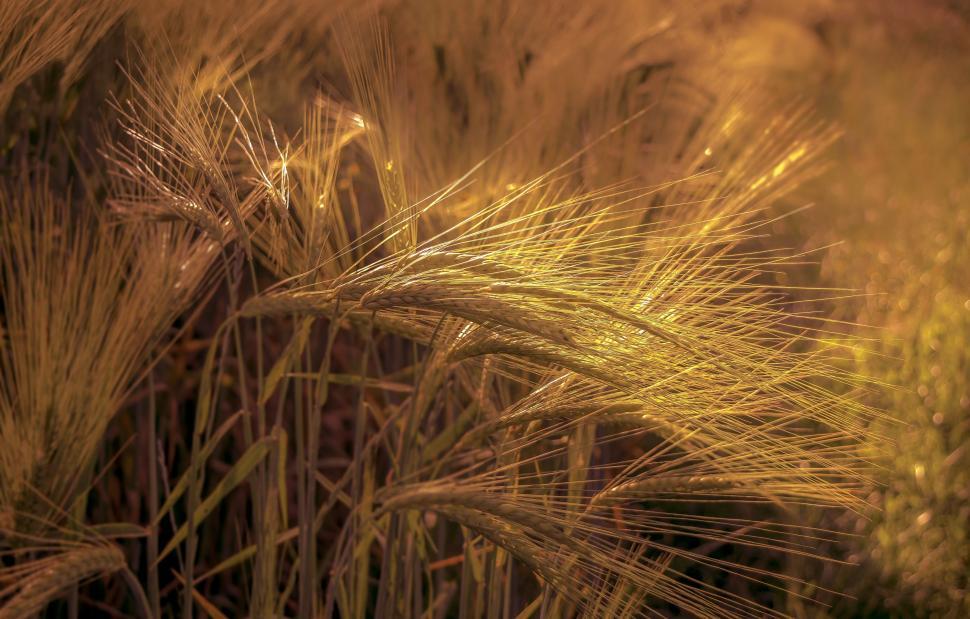 Free Image of Yellow Wheat Field 