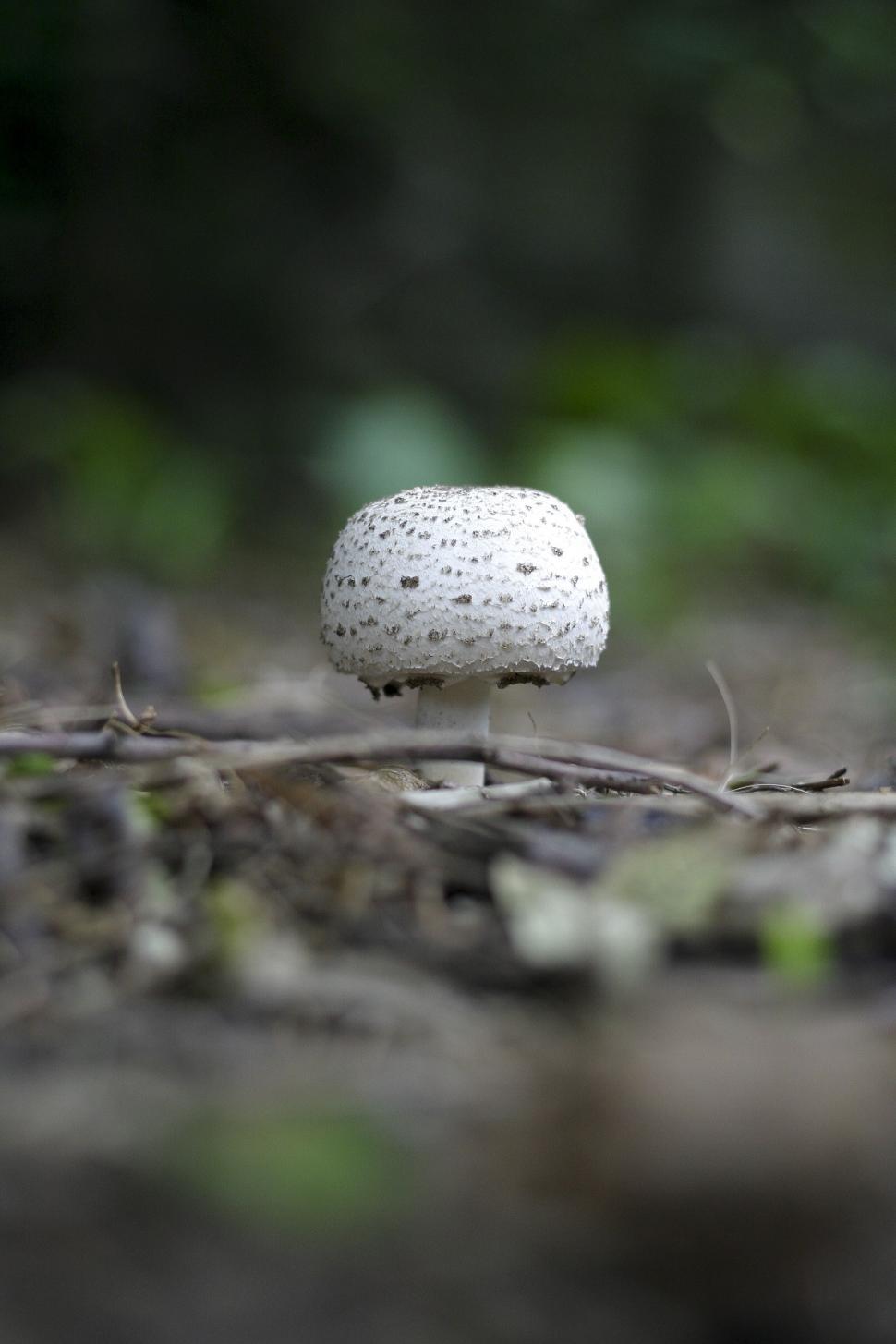 Free Image of White Mushroom 