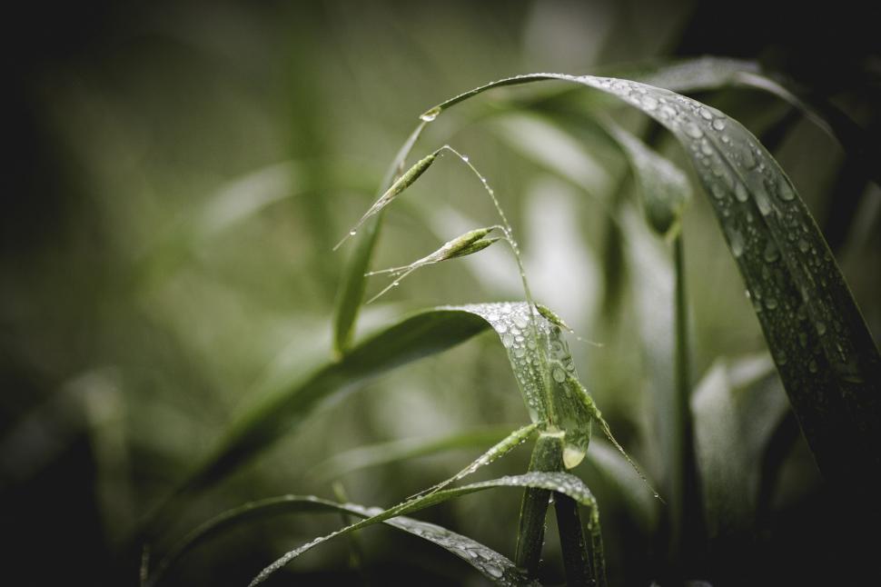 Free Image of Water on blade of grass  