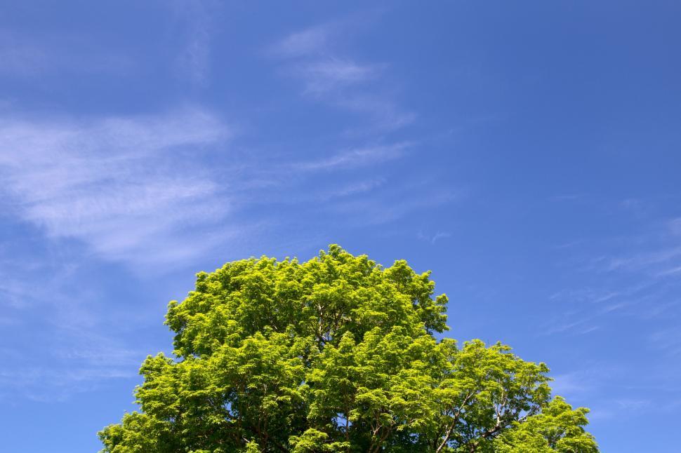 Free Image of Green leaves and Sky  