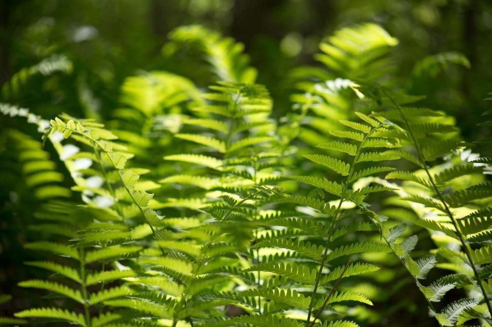 Free Image of Green Plants  