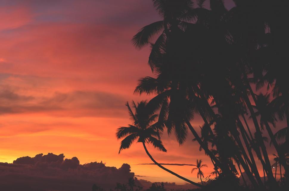 Free Image of Palm Trees During Sunset  