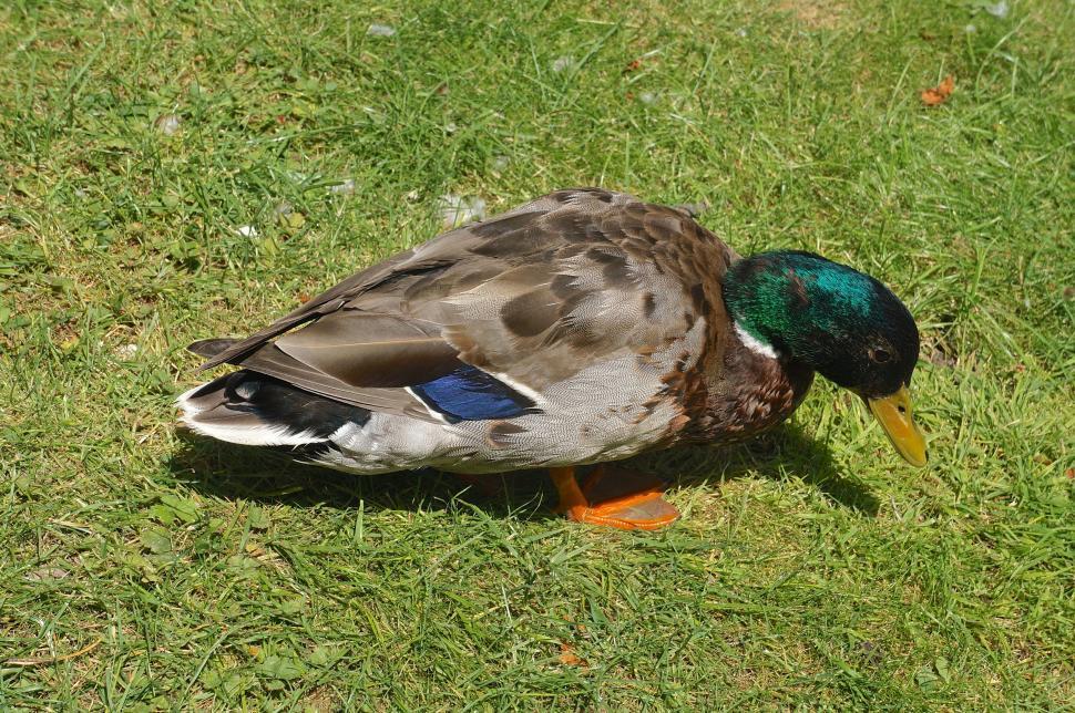 Free Image of Mallard (Duck)  