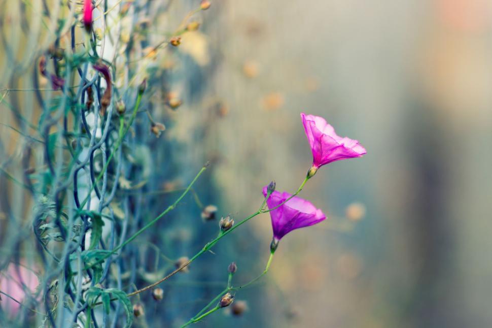 Free Image of Pink Wildflowers  