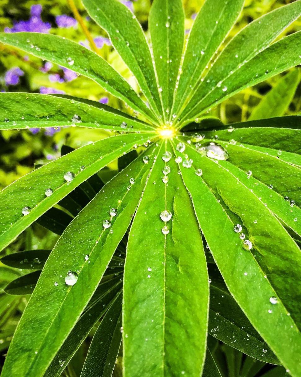 Free Image of Waterdrops on leaves  