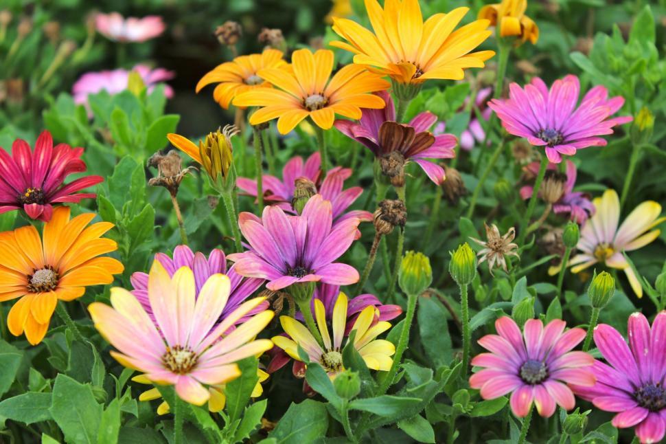 Free Image of Colorful Flowers  