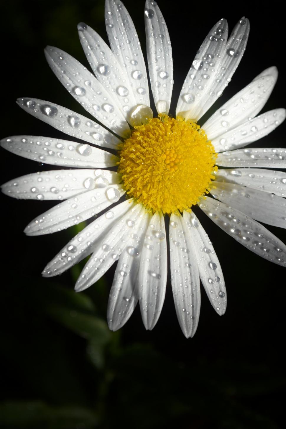 Free Image of White Flower with water drops  