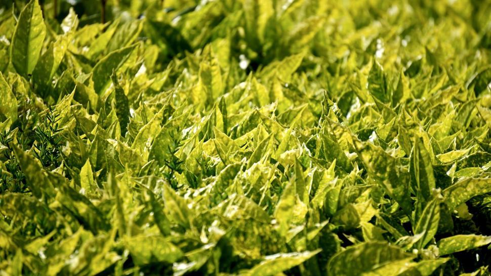Free Image of Wet Green Leaves  