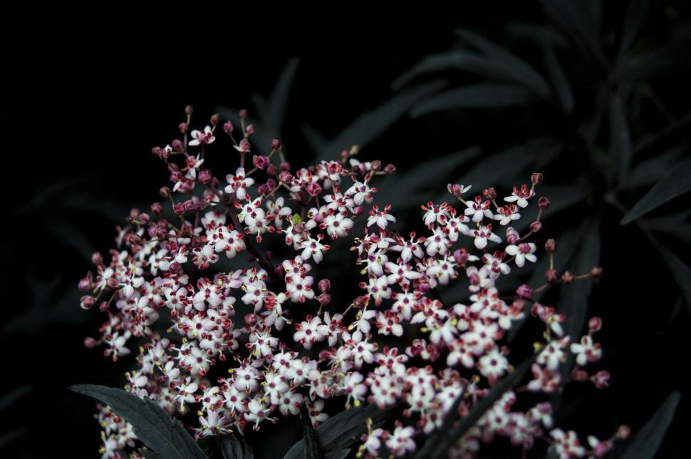 Free Image of Tiny pink and white flowers  