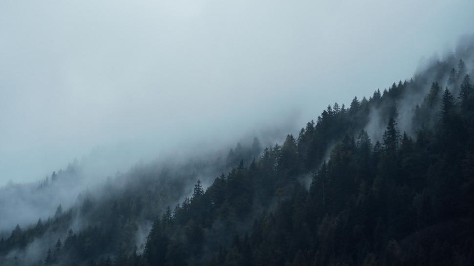 Free Image of Fir Trees in Fog  