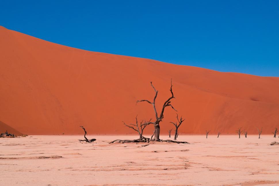 Free Image of Barren Desert and Dried Tree  
