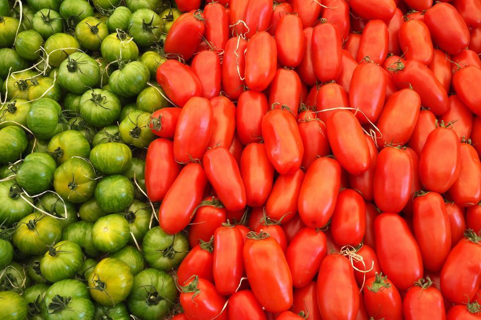 Free Image of Green and Red Tomatoes  