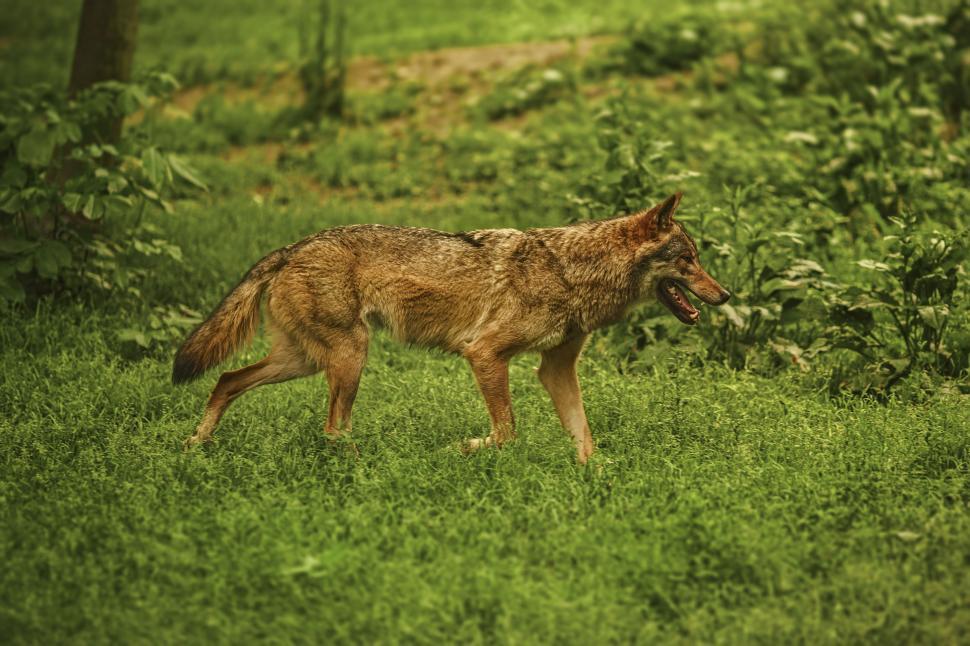 Free Image of Brown wolf on grass 