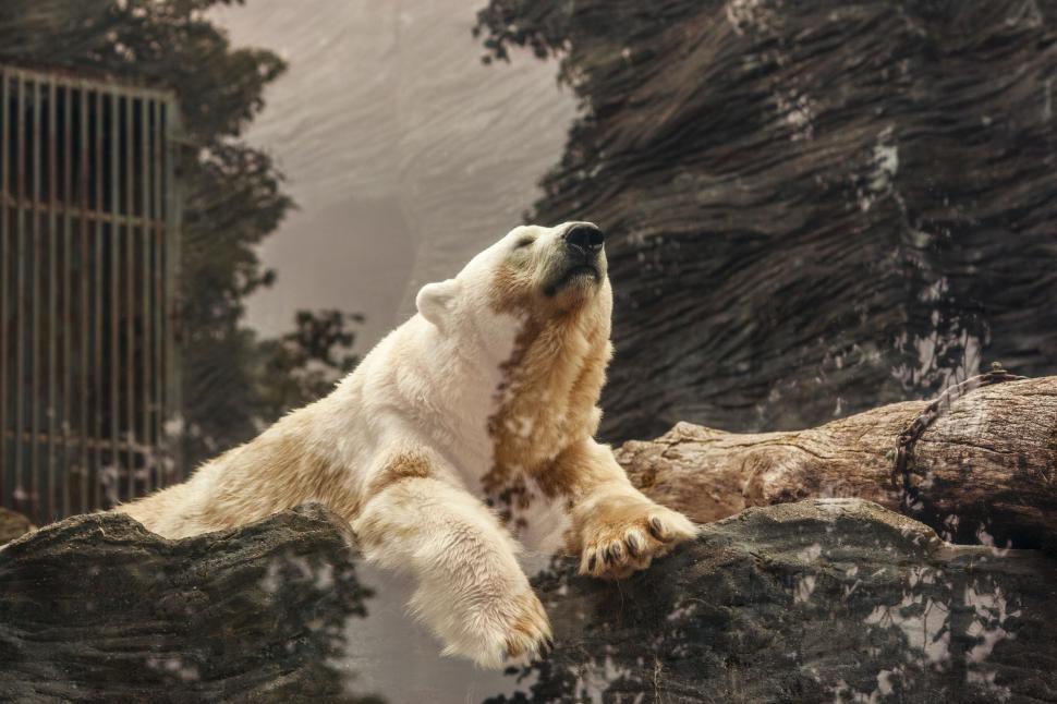Free Image of Polar Bear  