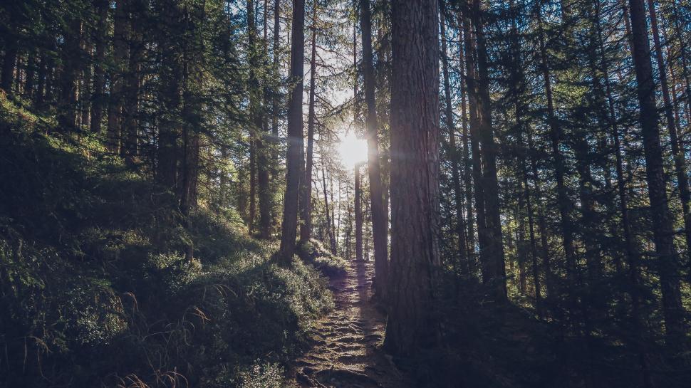 Free Image of Forest trees with sunlight 