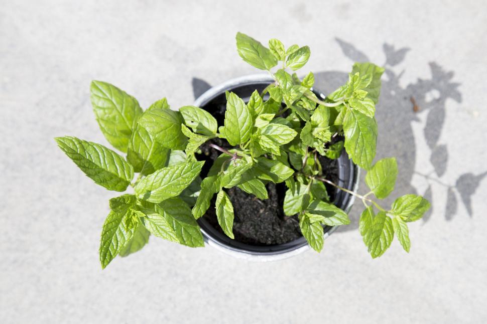 Free Image of Mint Leaves  