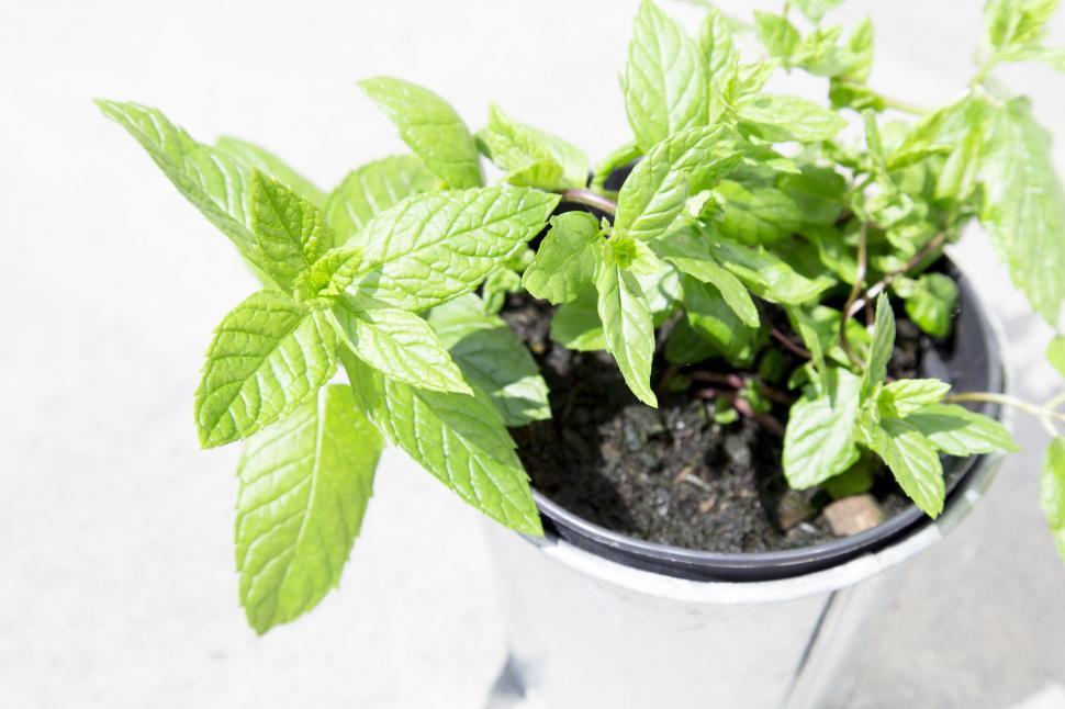 Free Image of Mint Plant  