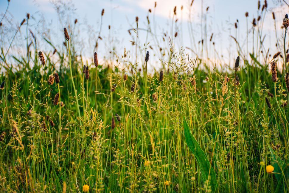 Free Image of Grass on Farmland  
