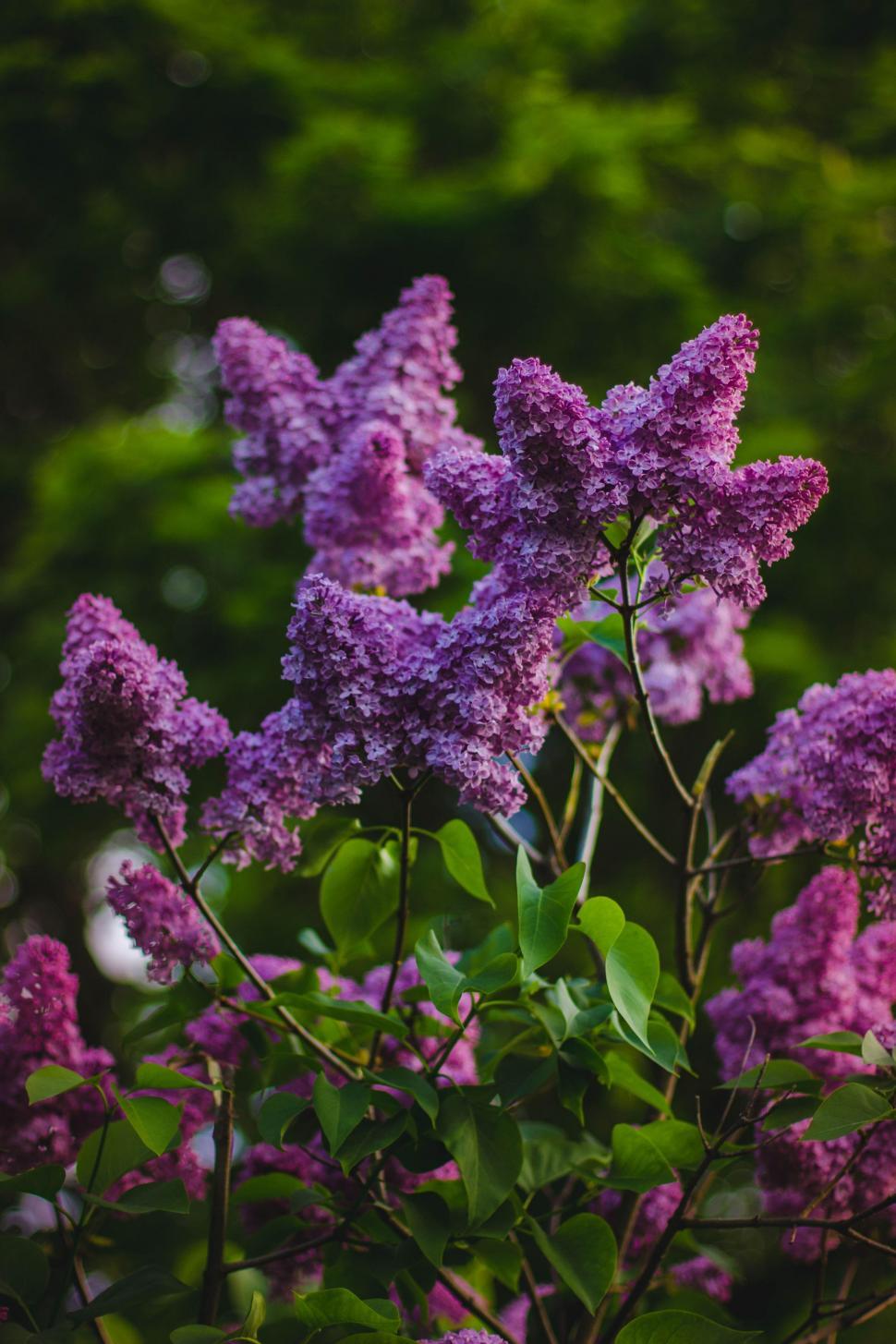 Free Image of Dark purple lilac 