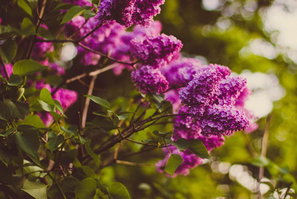 Free Image of Dark purple lilac flowers 