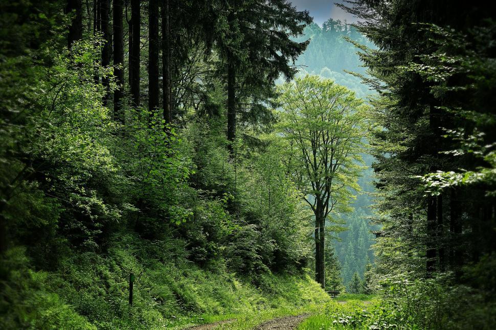 Free Image of Forest Path and Trees 