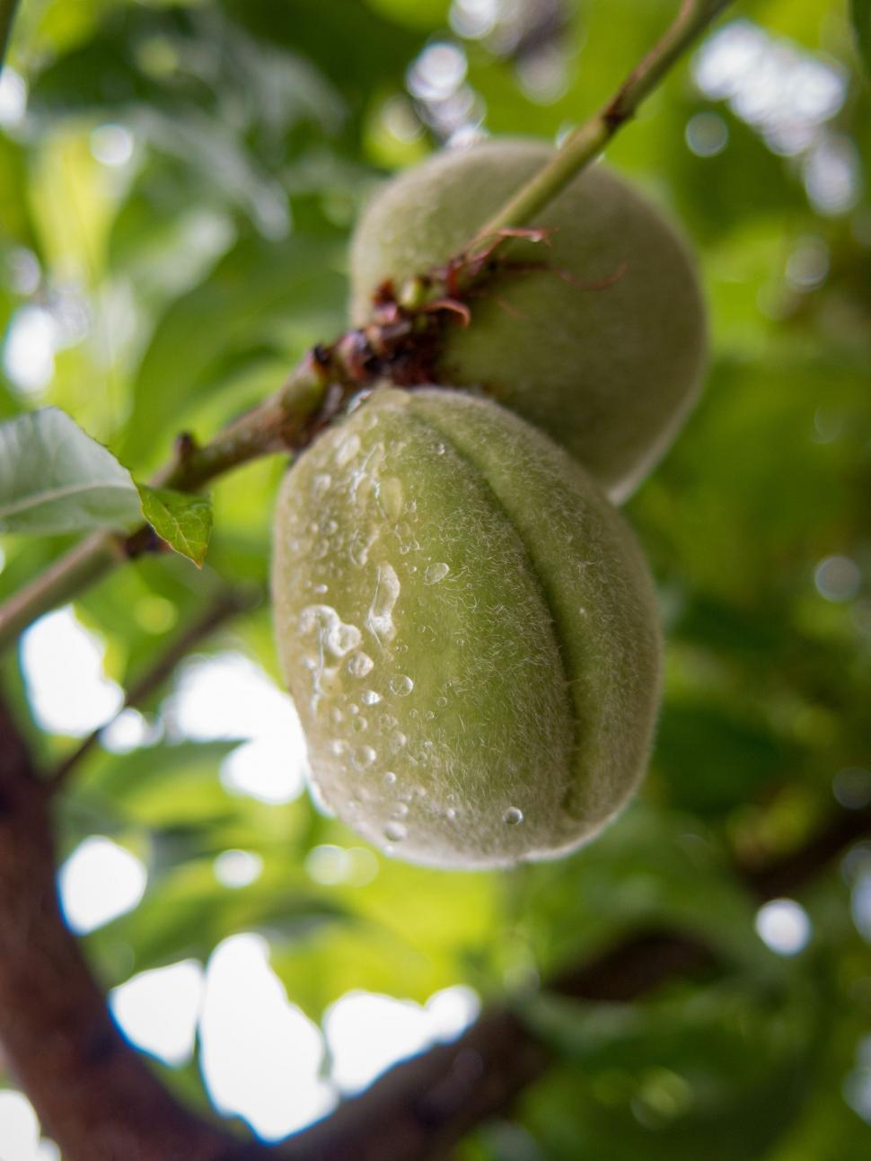 Free Image of Green Almonds And Water Drops  