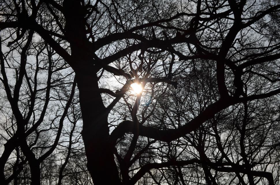 Free Image of Tree Silhouette with Sun  