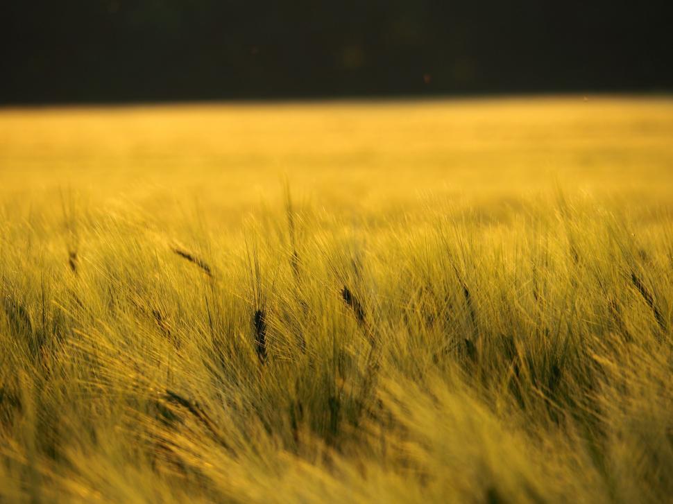 Free Image of Wheat Grass  