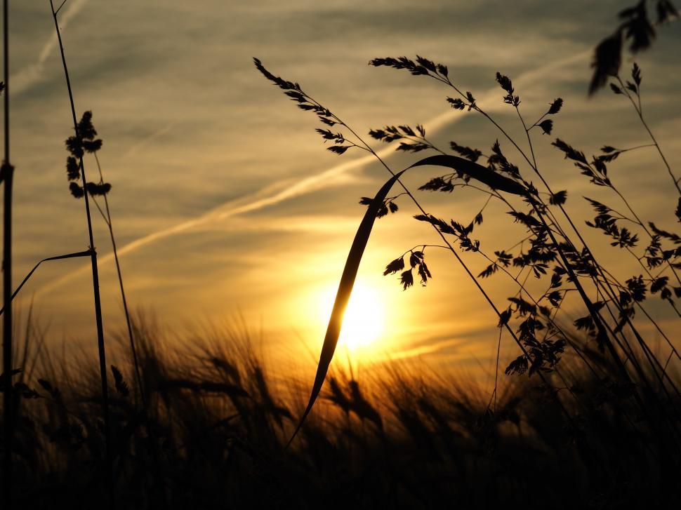 Free Image of Grass and leaves silhouette 