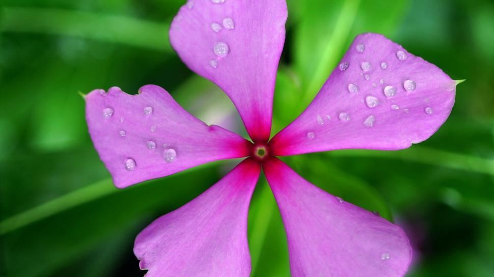 Free Image of Madagascar Periwinkle Flower 