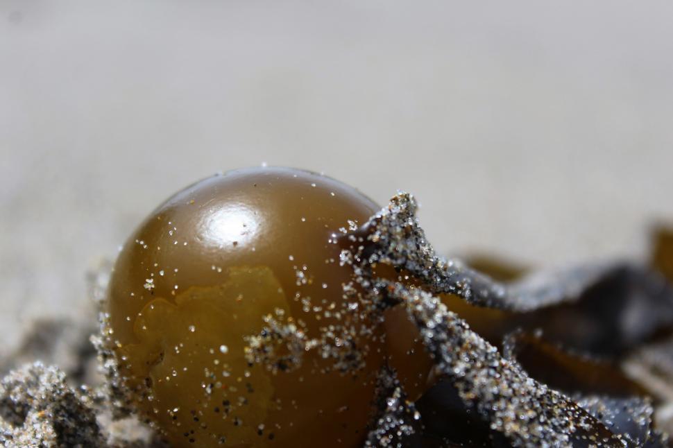 Free Image of Brown Ball and Beach Sand  