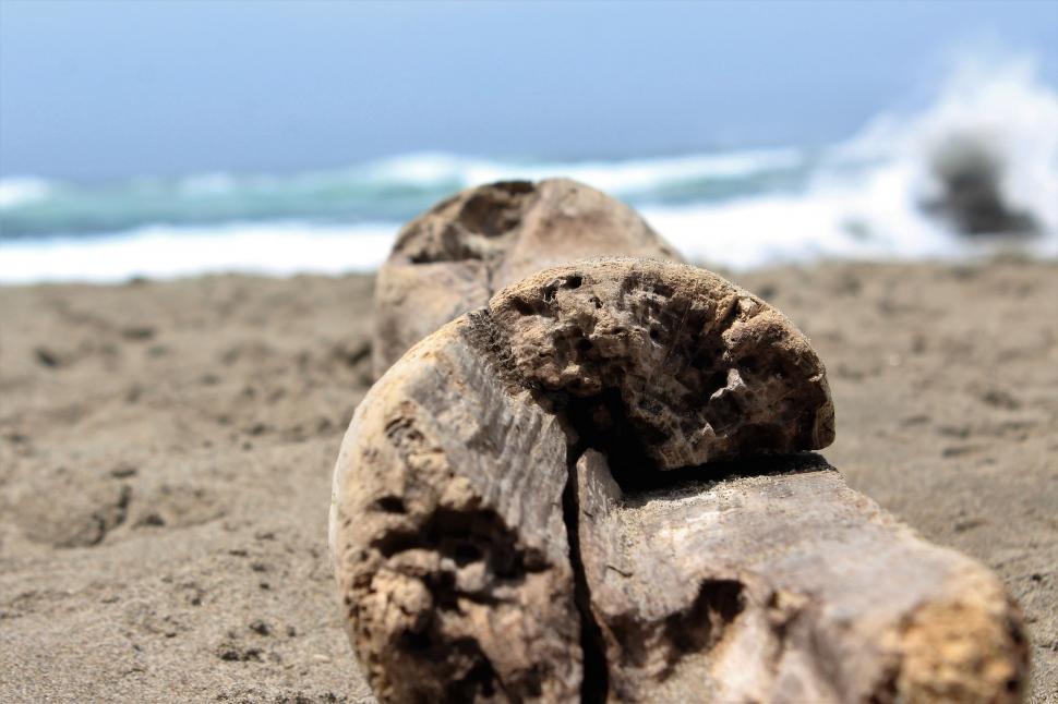 Free Image of Driftwood on beach sand  
