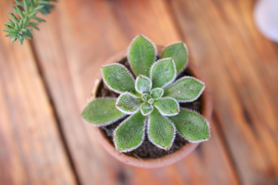 Free Image of Table Plant with leaves  