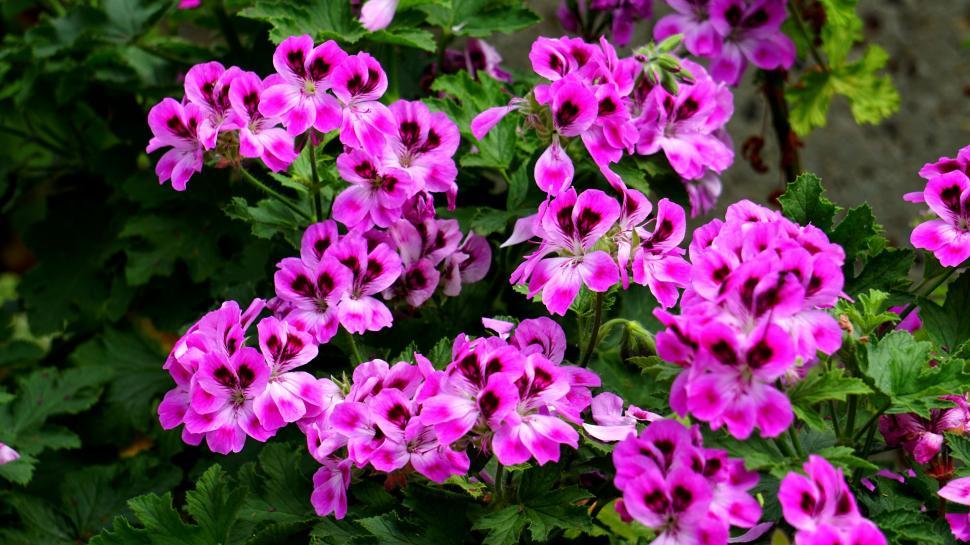 Free Image of Purple Pink Flowers  