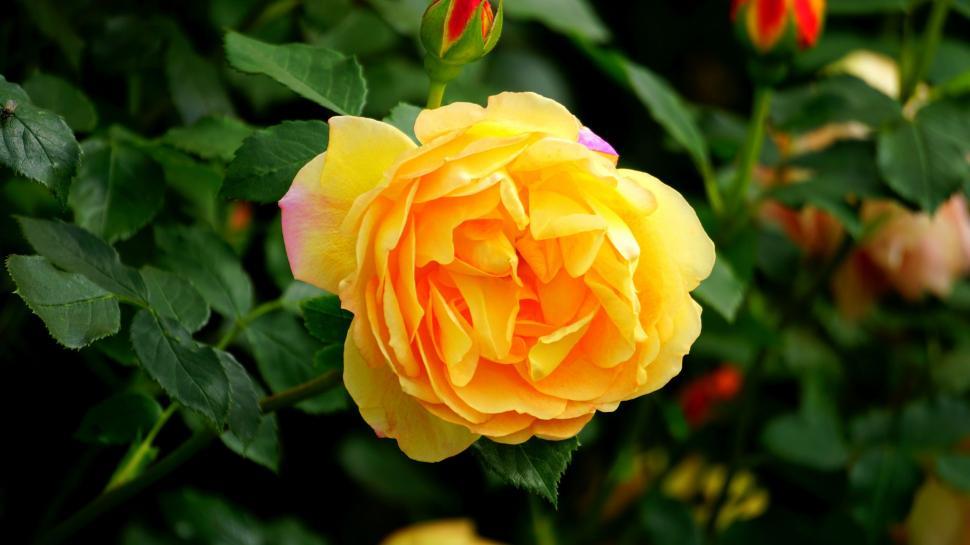 Free Image of Yellow Rose 