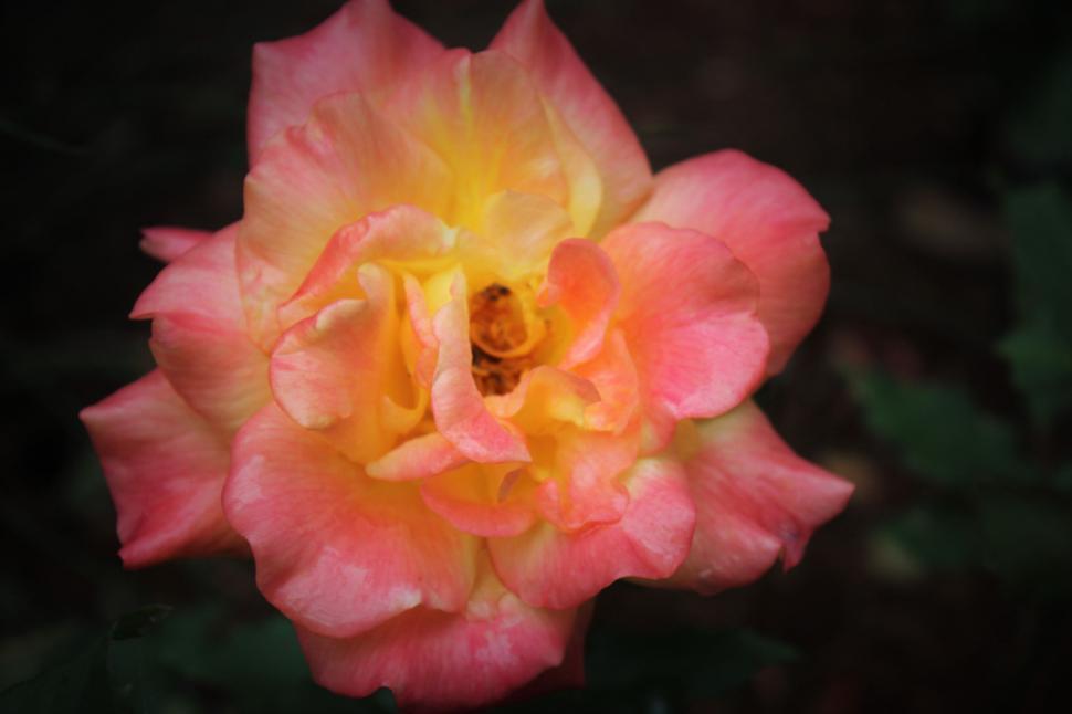 Free Image of Yellow pink rose 