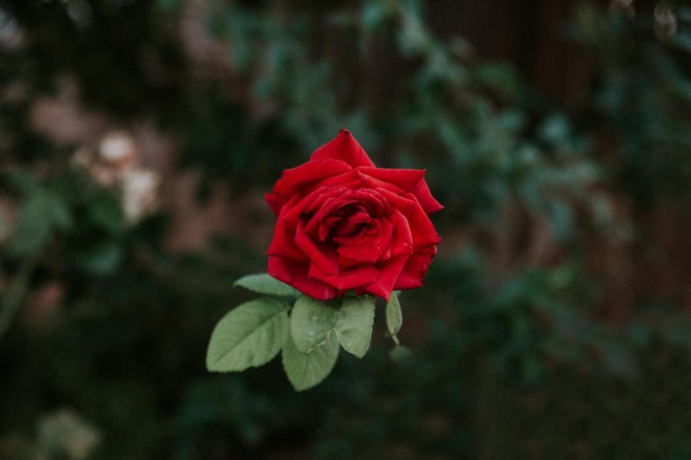 Free Image of Single Red Rose  