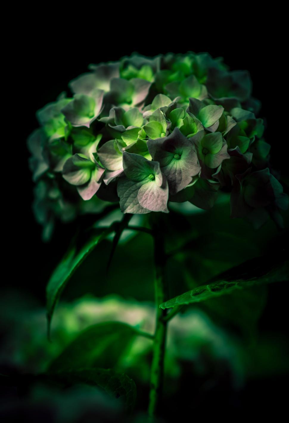 Free Image of Green Light on Flowers  