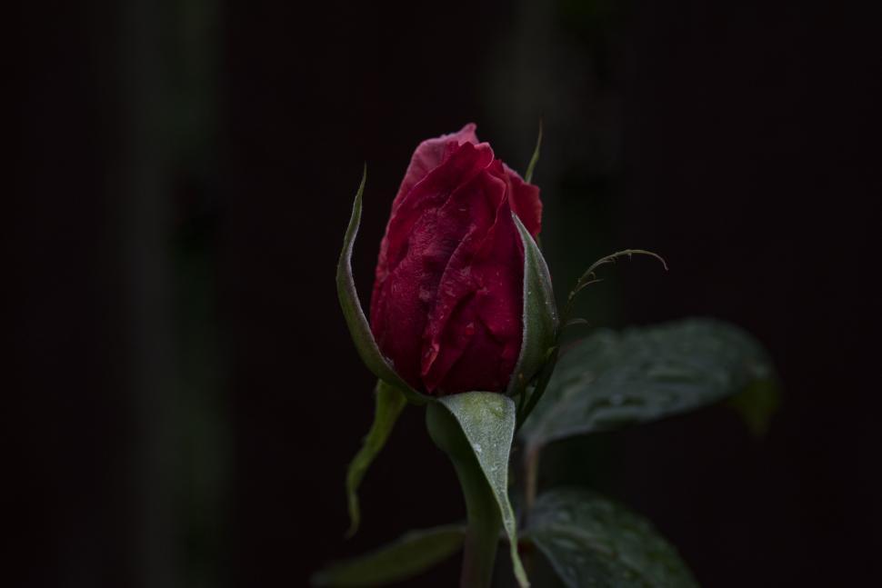 Free Image of Red Rose with water drops  