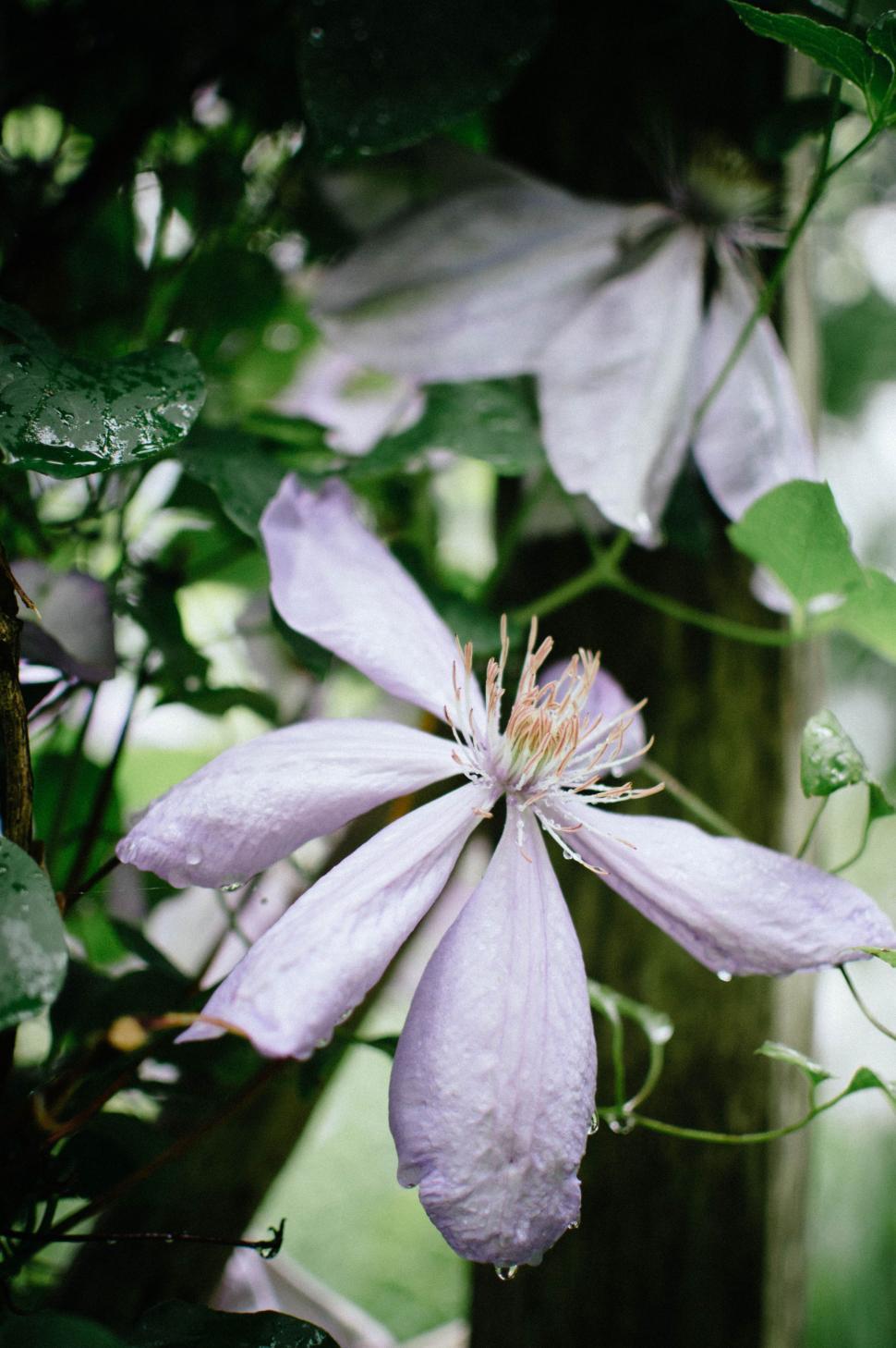 Free Image of Purple White Flower  