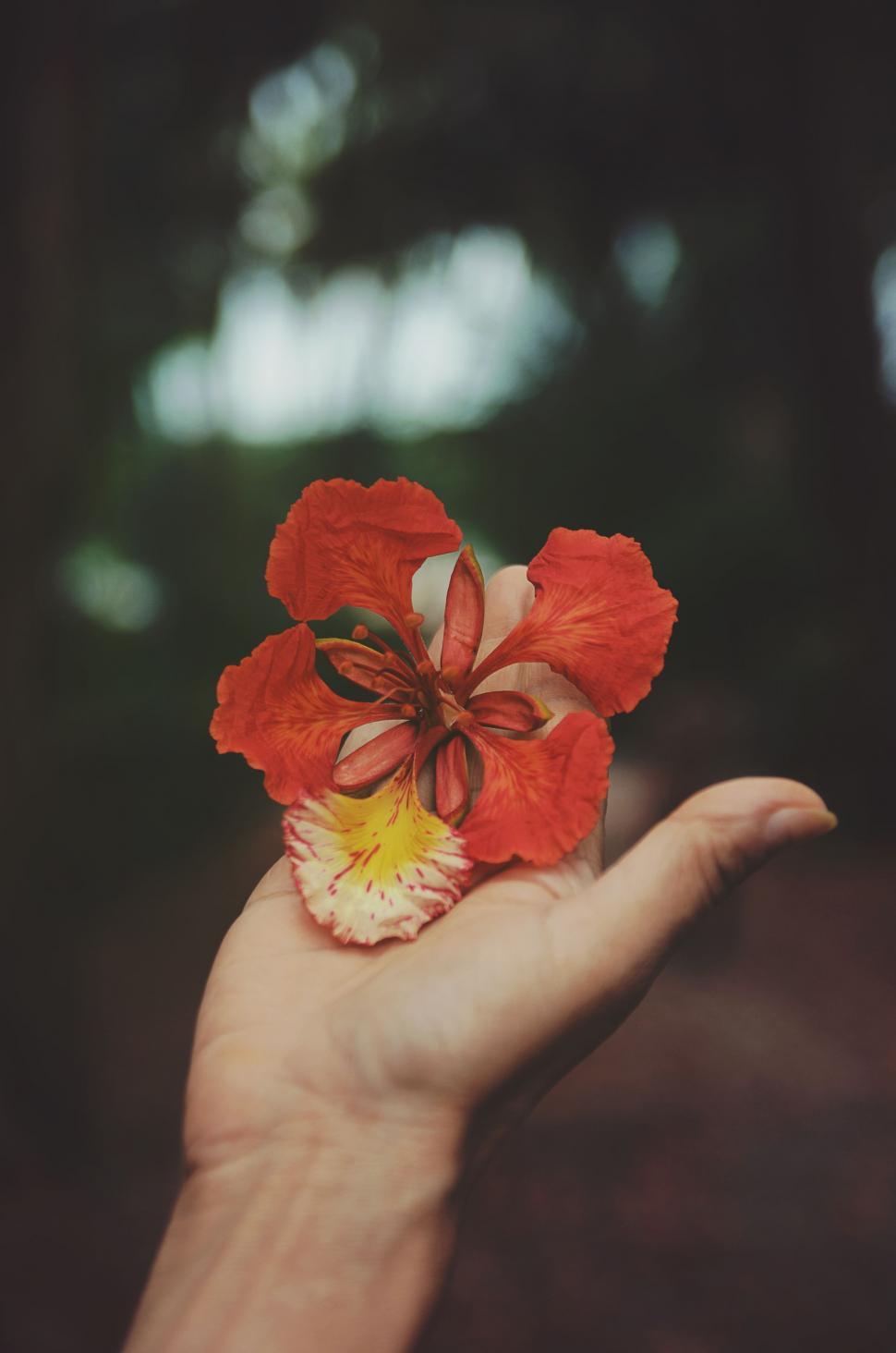 Free Image of Flower on palm  