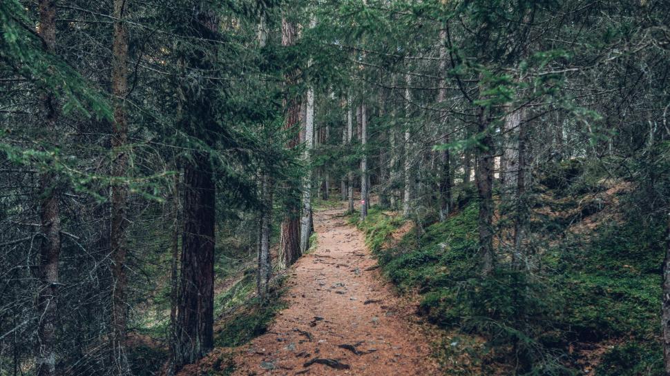 Free Image of Forest Path  