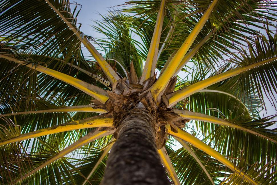 Free Image of Palm Tree  