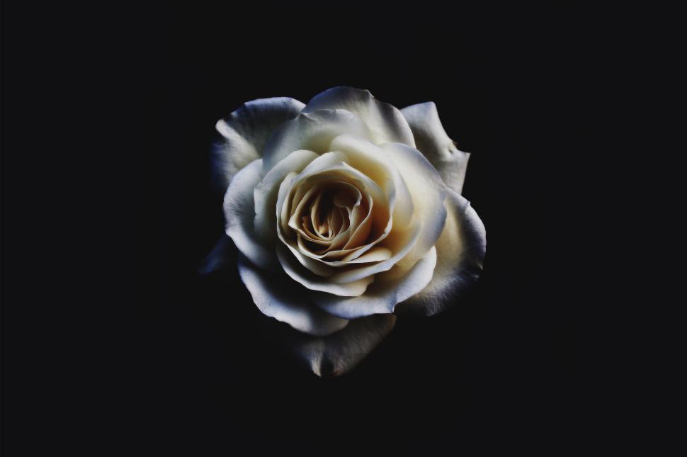 Free Image of White Rose  