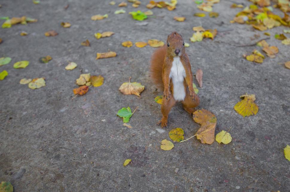 Free Image of Standing squirrel 
